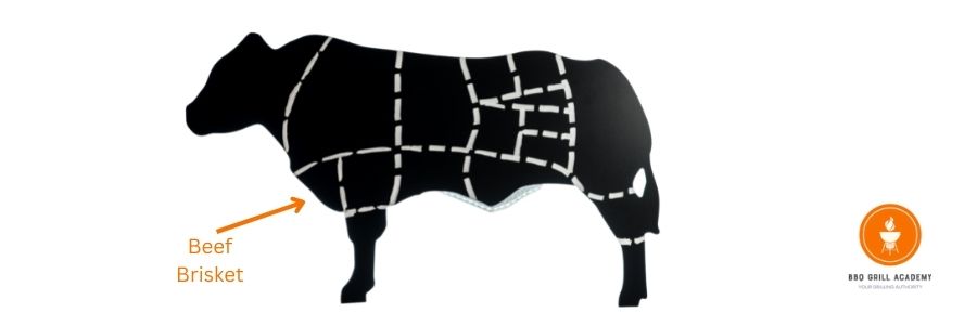 cow picture showing brisket cut